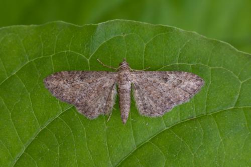 Eupithecia sp.